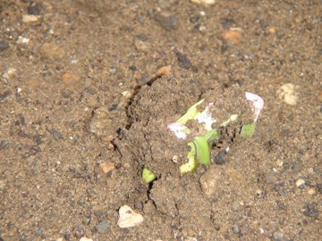 2011/06/11弦なしインゲン豆-1