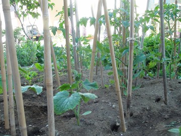 2011/06/17キュウリ-1