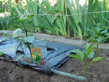 2011/06/17ピーマン\シシトウ-1