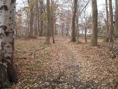 2009/11/08 防風林の落葉