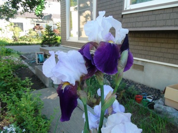 2011/06/17ジャーマンアイリス