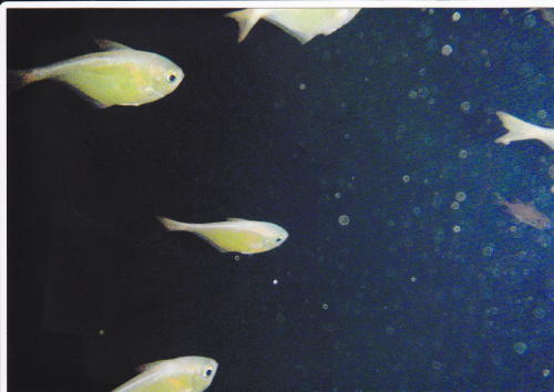 魚１.jpg