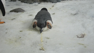 ペンギンさん・・・.jpg