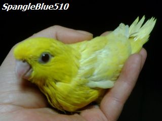 サザナミ・イノ＆ルチノーひねののヒナ1羽ルチノー20090420