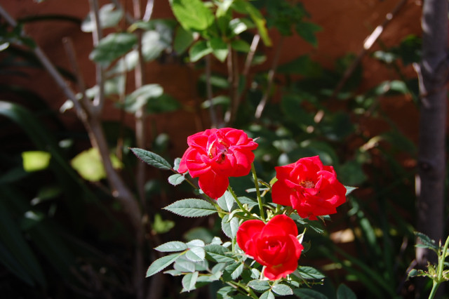 花2