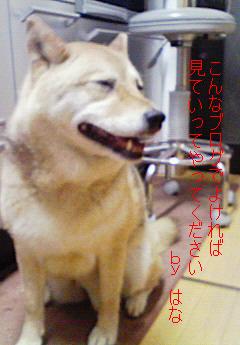 はなちゃん（いや～改）