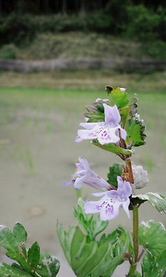 ｶｷﾄﾞｵｼ 花言葉：楽しみ･君子に似た