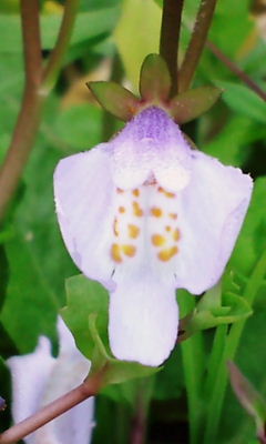 花言葉：忍耐強い･厳格･独立