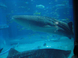 ２００８．１０．１９．海遊館に行く 385.JPG