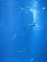 ２００８．１０．１９．海遊館に行く 3400.jpg