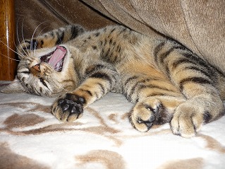 あくび～！！