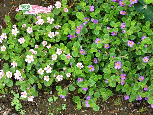 我が家の庭の花シリーズ ブライダルステラ編 Sobajinの日々雑感 楽天ブログ