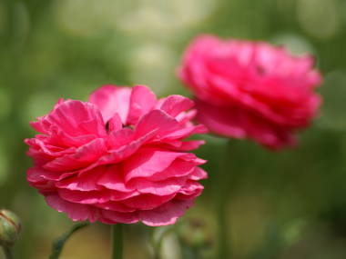 ranunculus02.jpg