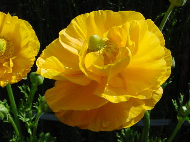 ranunculus03.jpg