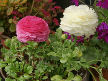 ranunculus05.jpg