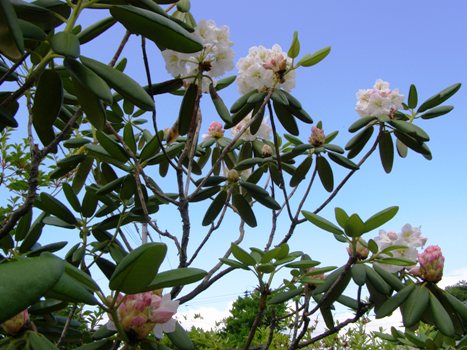 エリモシャクナゲが花を咲かせました。 | sobajinの日々雑感 - 楽天ブログ