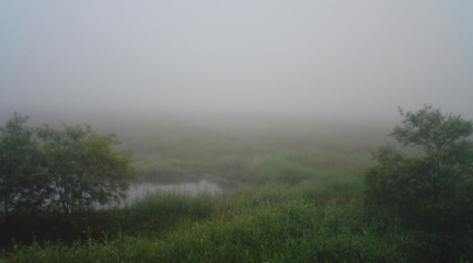 霧の湿原１