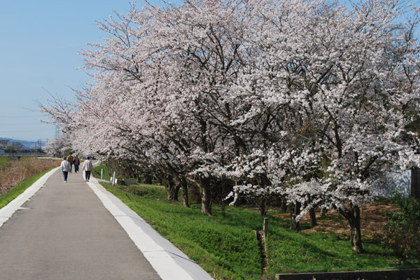 北部公園外部の桜