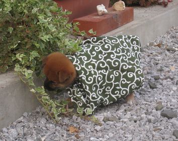 私は柴犬です。