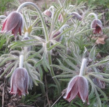 花壇の花