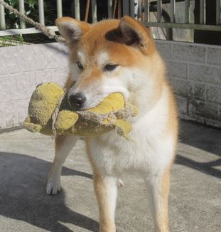 クロネコさんにお願いしましょう