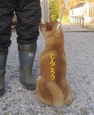 まだ仔犬だよ。。。