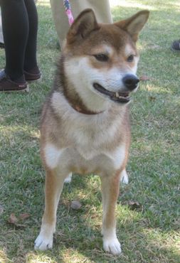 鹿児島の幸せ犬・・・さくらちゃん