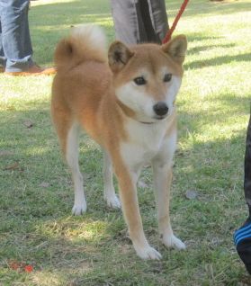 コロは人気犬