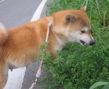 今年のサラダも旨い