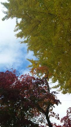 紅葉と銀杏