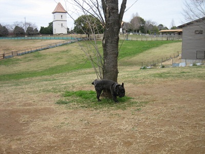 IMG_3078a.jpg