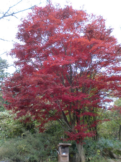 我が家の木の紹介 野村もみじの紅葉 自然と花とミツバチに囲まれて 楽天ブログ