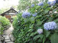 ajisai-2