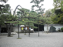 rozanji-8