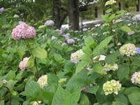 ajisai-6