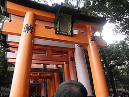 fusimiinari-13