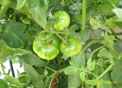 きゅうりは次々と！3