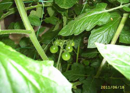 日増しに成長！！2