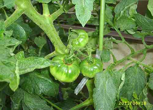 日増しに成長！！3