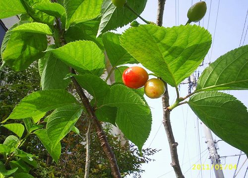 我が家のさくらんぼ2