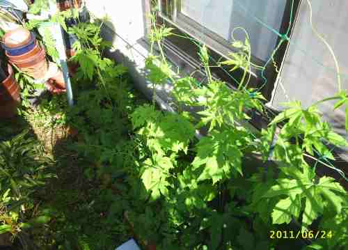 きゅうりは健康優良児ばかり！4