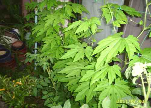 トマトが色づいて４