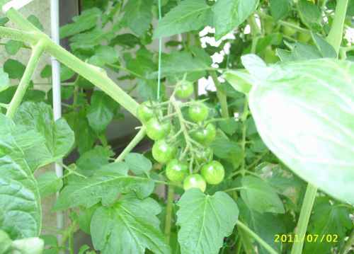 きゅうりだけが順調に育って２