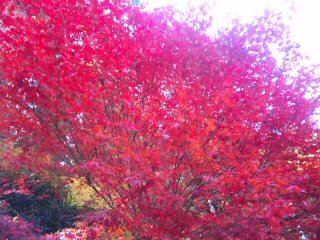 みたらい渓谷紅葉狩り