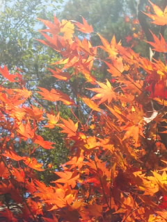 みたらい渓谷紅葉狩り