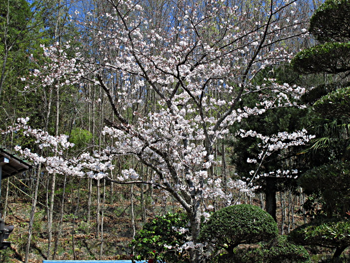 庭の桜