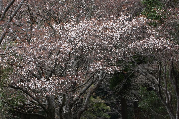 山桜は花盛り