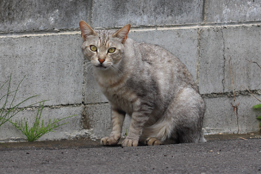 ニャンダこの爺さん