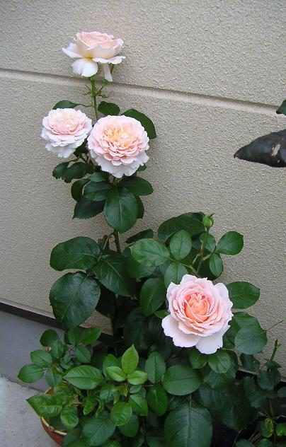 アンドレ．ル．ノートル