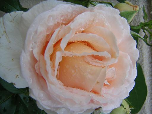 アンドレ・ル・ノートル１